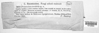 Trinacrium variabile image